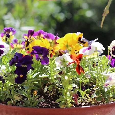 Studio-apartment Im Mediterranem Steinhaus Und Grosser Terrasse 아파트